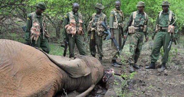 En Tanzanie, ce chef de village s’est fait décapiter pour avoir protégé des animaux contre des braconniers