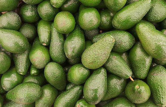 Rien ne se perd, tout se recycle : ces pailles biodégradables sont faites en noyaux d’avocats