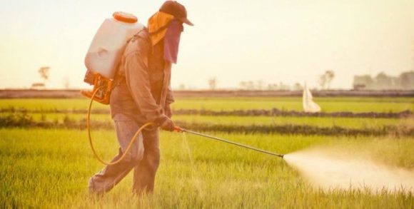 Le miel est truffé de pesticides persistants