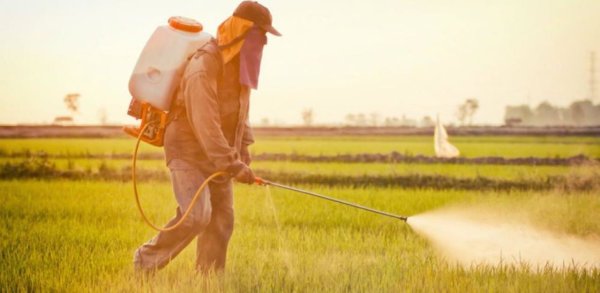 Le miel est truffé de pesticides persistants