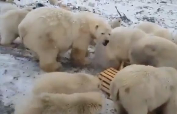 Une île face à des dizaines d’ours polaires «agressifs»