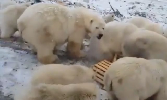Une île face à des dizaines d’ours polaires «agressifs»