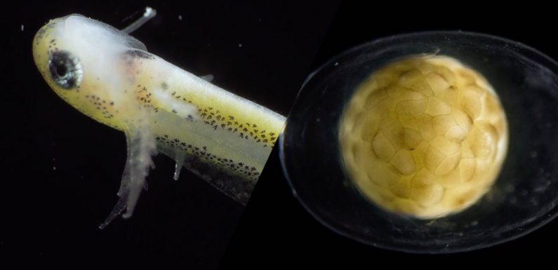 La beauté de la vie : admirez ce time-lapse fascinant de la naissance d’une salamandre