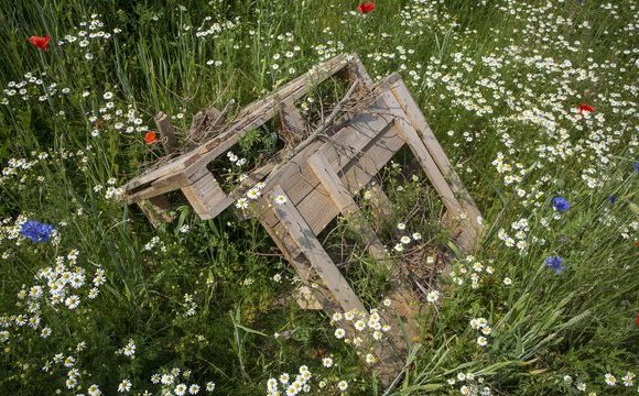 Comment empêcher la disparition des insectes?