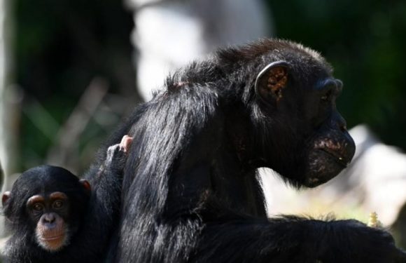 Les chimpanzés ont une culture. Et l&rsquo;Homme est en train de la détruire