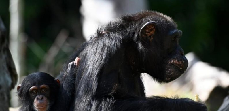 Les chimpanzés ont une culture. Et l’Homme est en train de la détruire