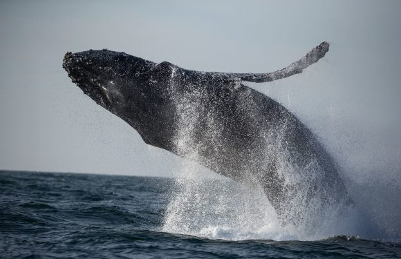 États-Unis : les baleines s&rsquo;échouent sur la côte est à un rythme alarmant
