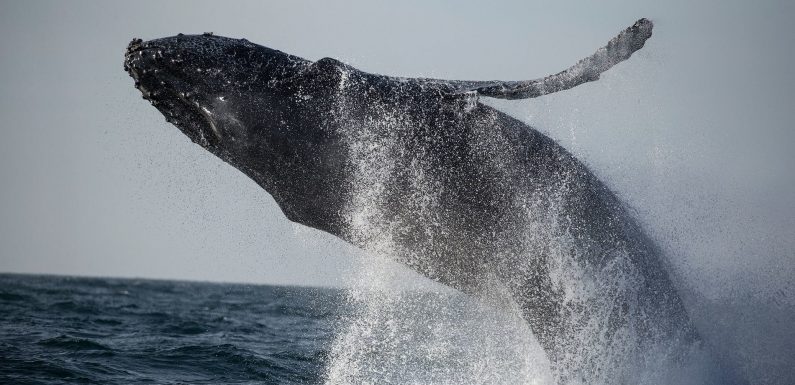 États-Unis : les baleines s’échouent sur la côte est à un rythme alarmant