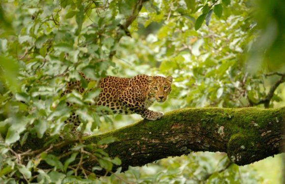 Cette communauté indienne a appris à co-exister avec les léopards