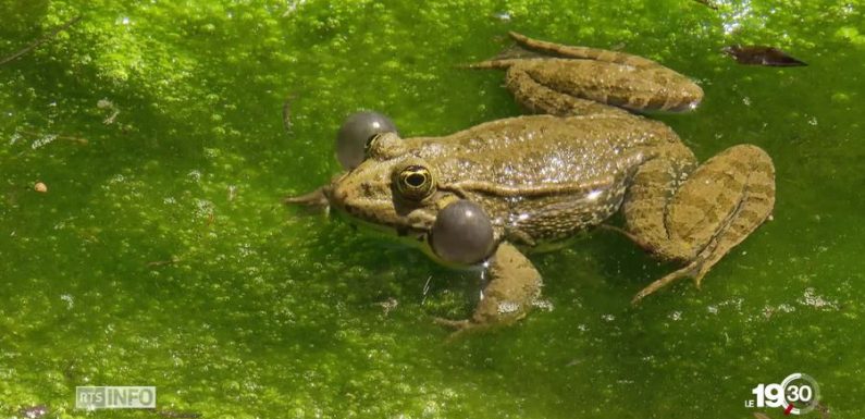 Les amphibiens du monde entier menacés par un champignon mortel