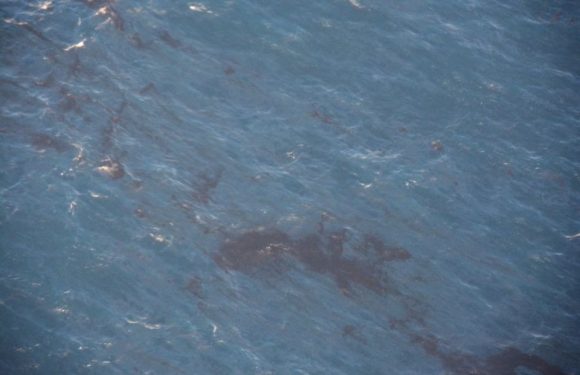 «On vide l’océan de sa vie pour le remplir de poisons et de déchets»