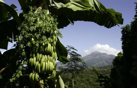 «Le potentiel cancérigène du chlordécone est confirmé»