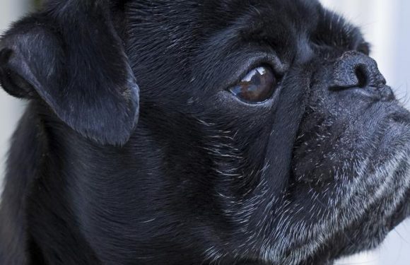 Allemagne : un chien saisi et vendu aux enchères pour éponger les dettes de ses maîtres