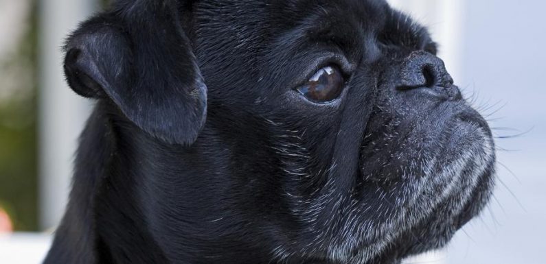 Allemagne : un chien saisi et vendu aux enchères pour éponger les dettes de ses maîtres
