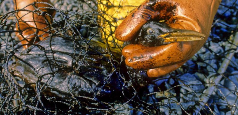RECIT. Le 24 mars 1989, l' »Exxon Valdez » noircit le golfe d’Alaska avec 39 000 tonnes de pétrole
