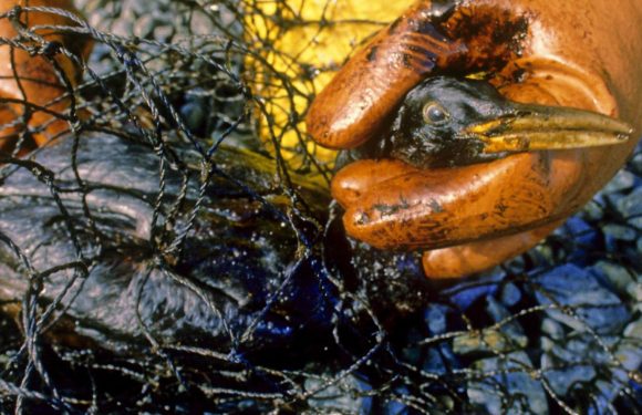 RECIT. Le 24 mars 1989, l' »Exxon Valdez » noircit le golfe d’Alaska avec 39 000 tonnes de pétrole