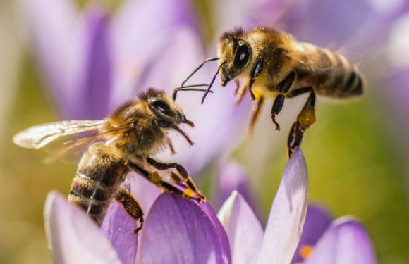 Pyrénées : un apiculteur s’apprête à poster 60 000 lettres partout dans le monde pour sauver les abeilles