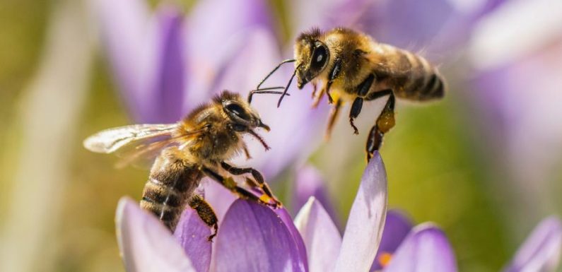 Pyrénées : un apiculteur s’apprête à poster 60 000 lettres partout dans le monde pour sauver les abeilles