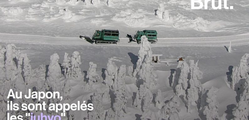 VIDEO. Au Japon, les « monstres de glace » sont menacés par le réchauffement climatique