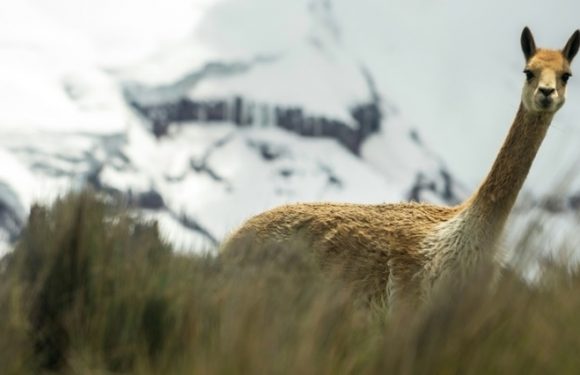 Equateur: l’eau des volcans se raréfie, source d’angoisse pour les indiens