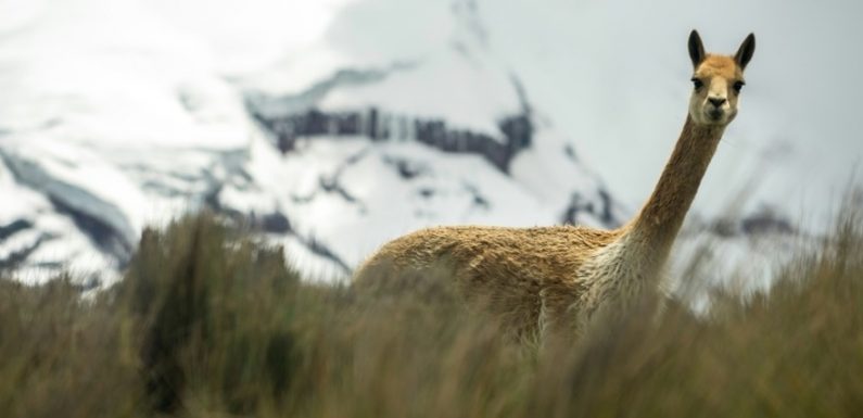 Equateur: l’eau des volcans se raréfie, source d’angoisse pour les indiens
