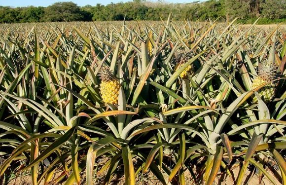 13 images qui révèlent l&rsquo;apparence réelle de l&rsquo;aliment bien avant qu&rsquo;il n&rsquo;atteigne notre assiette