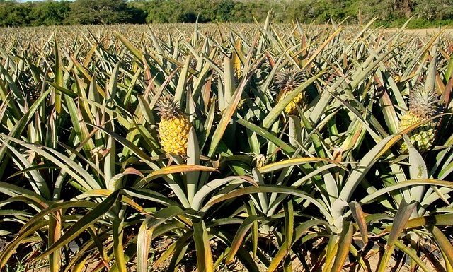 13 images qui révèlent l’apparence réelle de l’aliment bien avant qu’il n’atteigne notre assiette