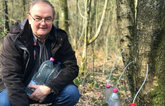 La sève de bouleau, produit miracle? Pierre va en chercher directement « à la source » dans un bois de la région de Mons