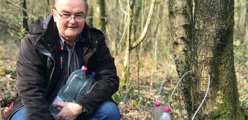La sève de bouleau, produit miracle? Pierre va en chercher directement « à la source » dans un bois de la région de Mons