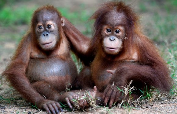 23 animaux qui risquent de disparaître à jamais