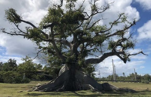 Un an et demi après l’ouragan Maria, le plus vieil arbre de Porto Rico est revenu à la vie