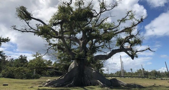 Un an et demi après l’ouragan Maria, le plus vieil arbre de Porto Rico est revenu à la vie