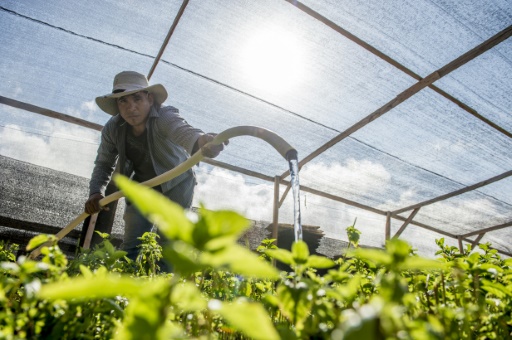 Chili : faire pousser des légumes dans le désert d’Atacama, le plus aride du monde