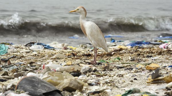 Ce qui se cache vraiment derrière les “continents de plastiques” de nos océans