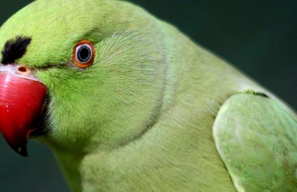 Des perroquets accros à l’opium ravagent des cultures de pavots en Inde