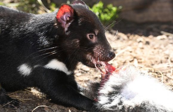 La résistance inespérée du diable de Tasmanie