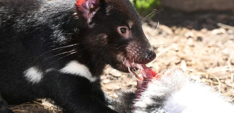 La résistance inespérée du diable de Tasmanie