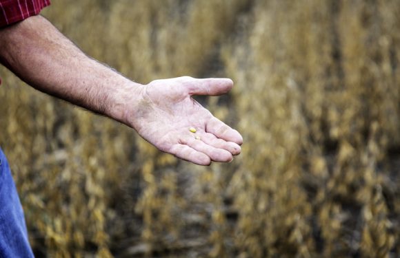 La culture du soja, un désastre pour l’environnement