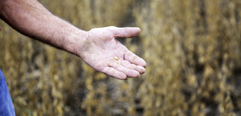 La culture du soja, un désastre pour l’environnement
