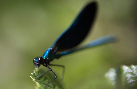 Le changement climatique perturbe aussi les libellules