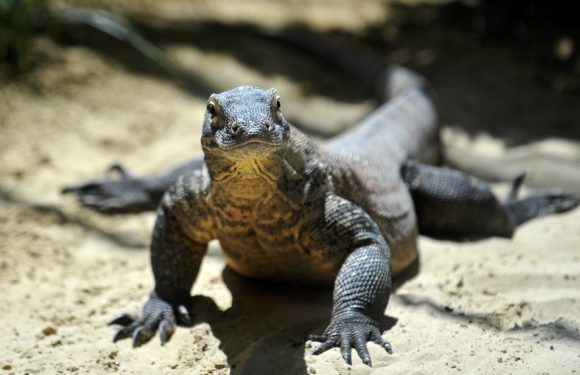 Indonésie : des dragons de Komodo vendus sur Facebook