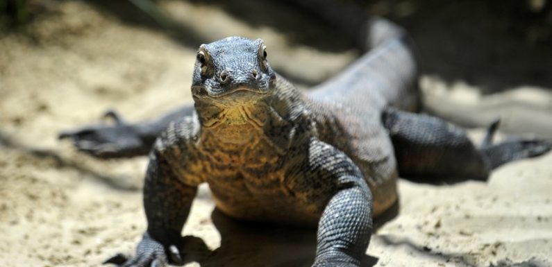 Indonésie : des dragons de Komodo vendus sur Facebook