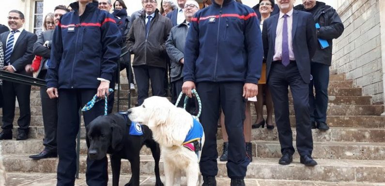 LOL, le premier chien d’assistance judiciaire en France aide à libérer la parole des victimes