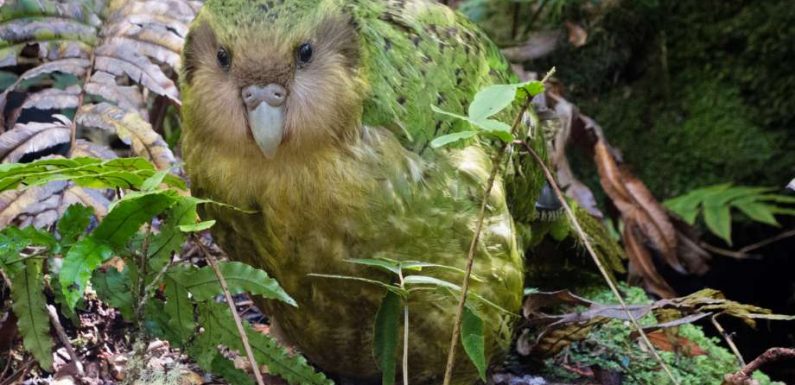 New Zealand aims to save the ‘strangest parrot on Earth’