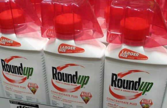 Second procès du Roundup: Monsanto condamné à payer près de 81 millions de dollars