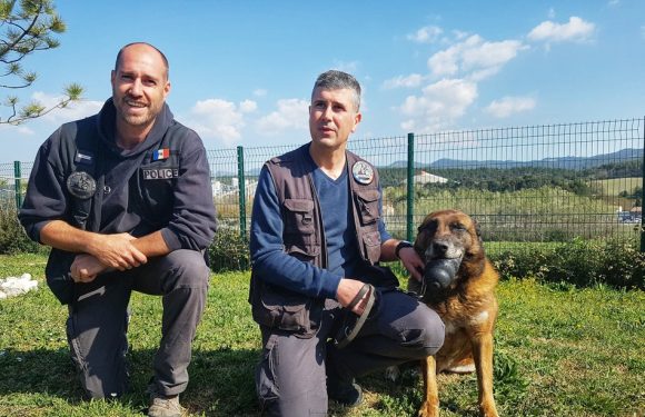 Marseille: Des policiers lancent une cagnotte pour ouvrir une maison de retraite pour chiens flics
