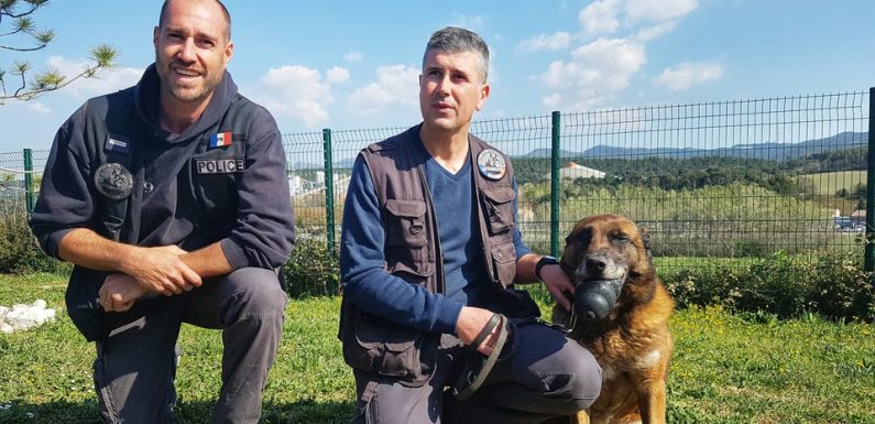 Marseille: Des policiers lancent une cagnotte pour ouvrir une maison de retraite pour chiens flics