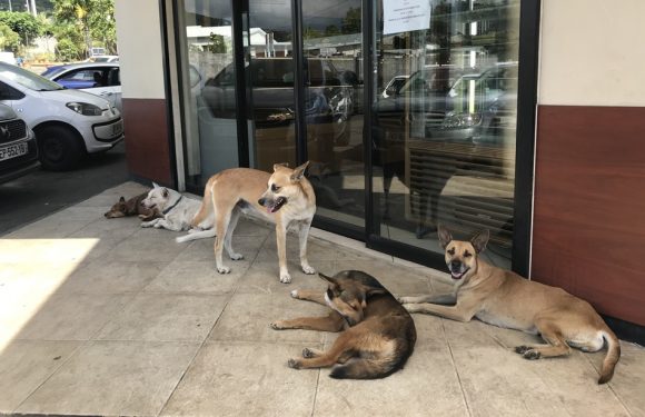 Maltraitance animale à La Réunion: Brigitte Bardot n&rsquo;aurait-elle pas un peu raison?