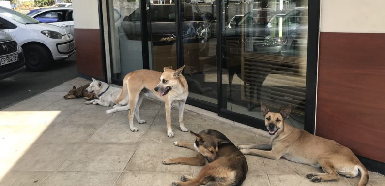 Maltraitance animale à La Réunion: Brigitte Bardot n’aurait-elle pas un peu raison?