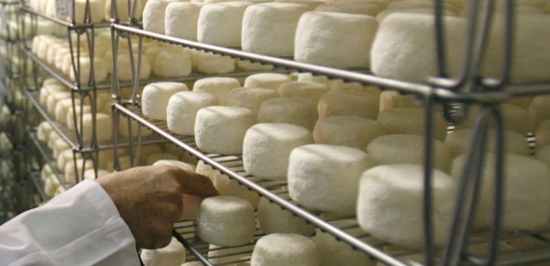 Bactérie E.coli: Rappel de crottins de Chavignol